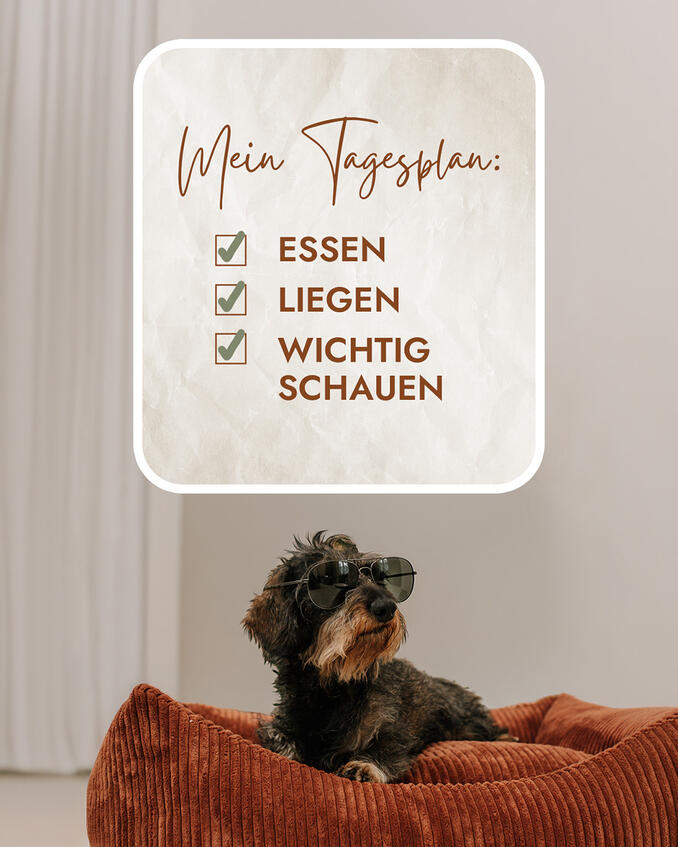 FIBE Hundebetten